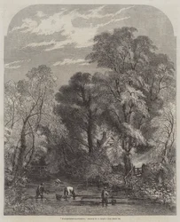 Raccolta di crescione